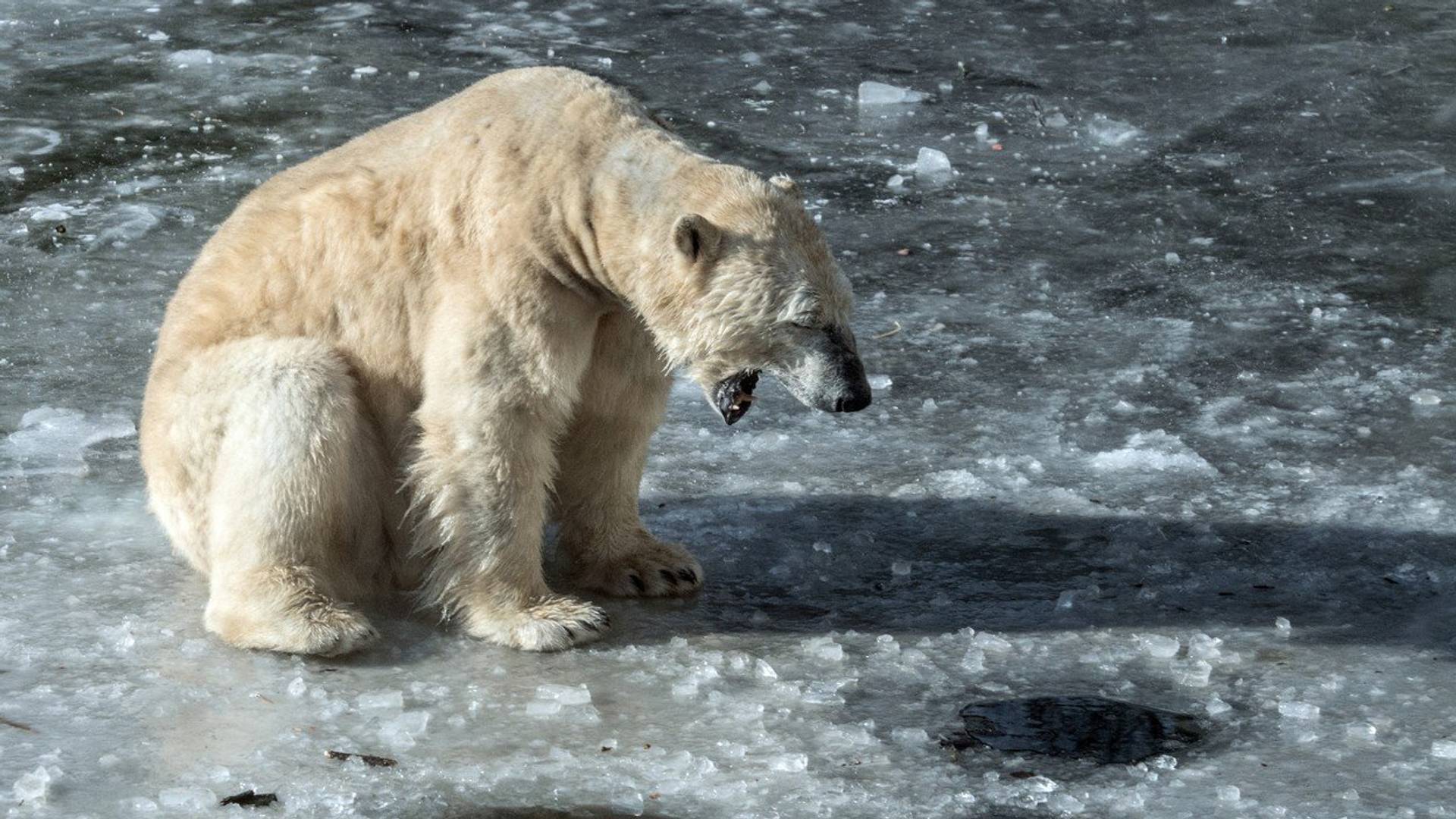 Radnik na kruzeru ubio polarnog medveda "u samoodbrani"