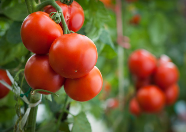 Czym podlewać pomidory? Ten prosty składnik odżywi roślinę i jej owoce