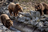 WROCŁAW WIOSNA ZOO NIEDŹWIEDZIE