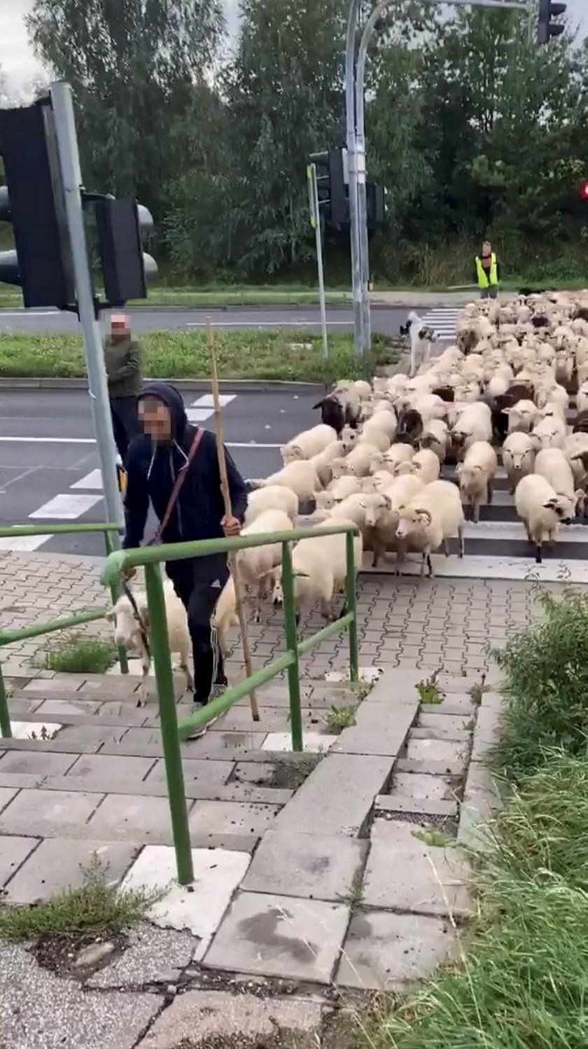 Przeprowadzili stado owiec na czerwonym