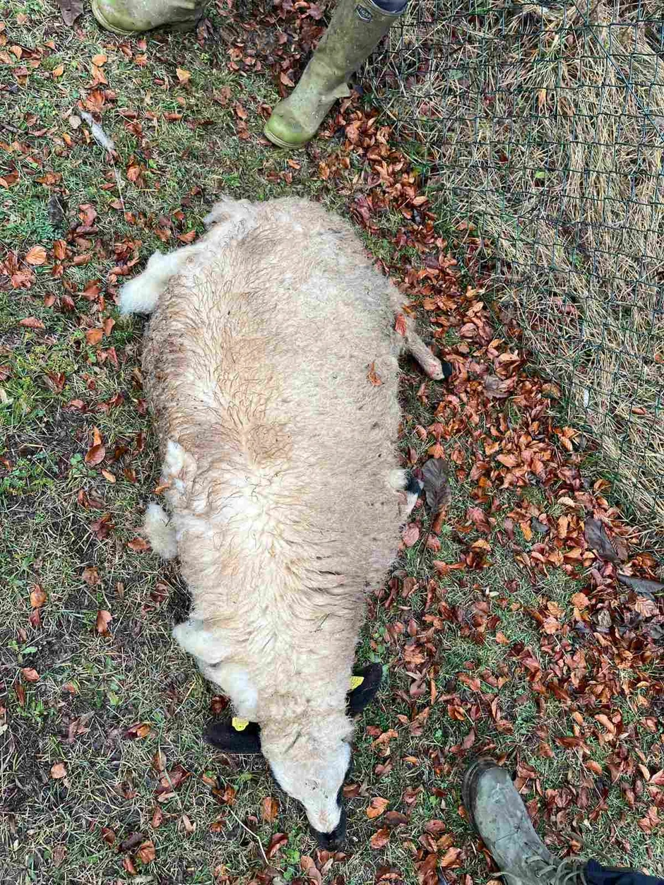 u naselju Hisardžik psi lutalice ubili četiri ovce
