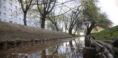 Ratujmy kaczki i zbudujmy szuwary