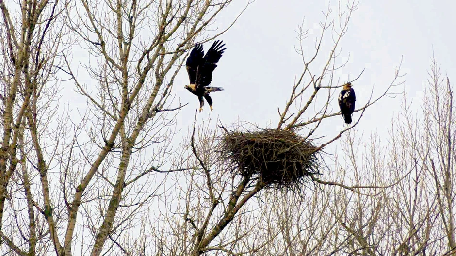 Jedan od poslednja dva para ove vrste u Srbiji