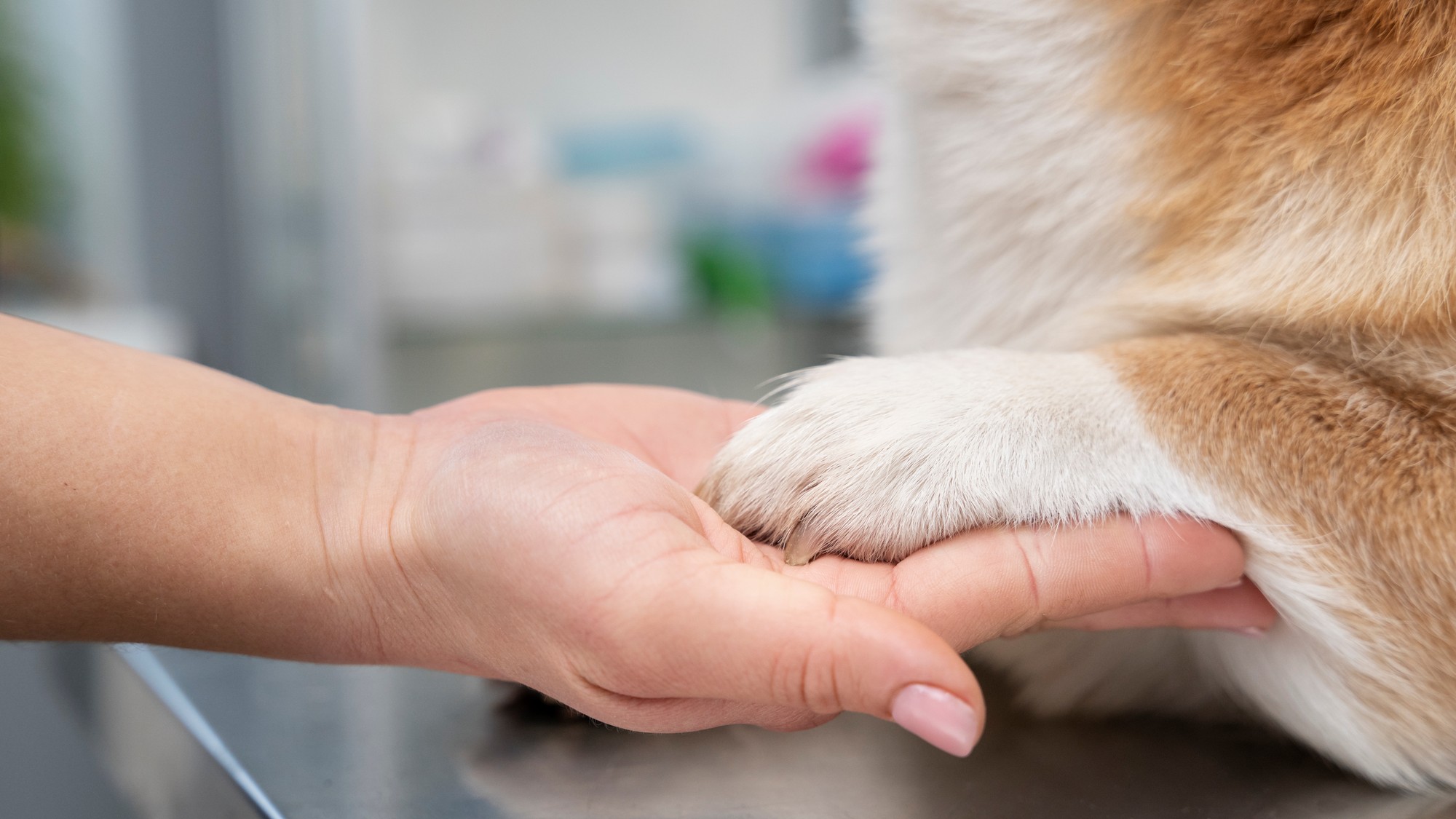 Kladie na vás pes labku?