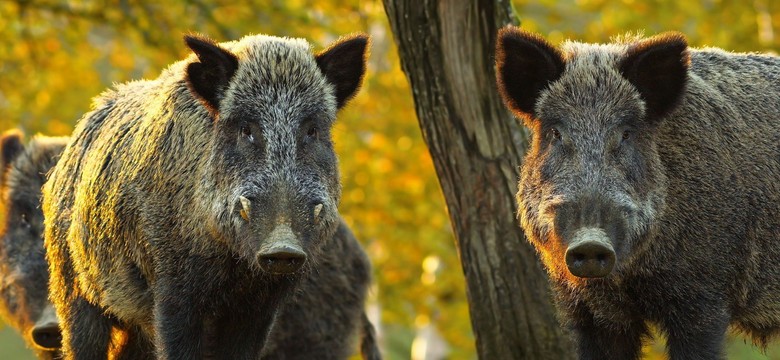 Pułapka na dziki stanęła w Krakowie. Może pomieścić całe stado