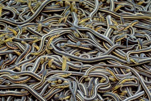 Narcisse Snake Dens, Manitoba, Canada. Red-sided garter snakes in mating balls.