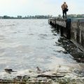 Ponad pół tony śniętych małży nad zalewem. Wykryto zwiększoną ilość tlenu w wodzie