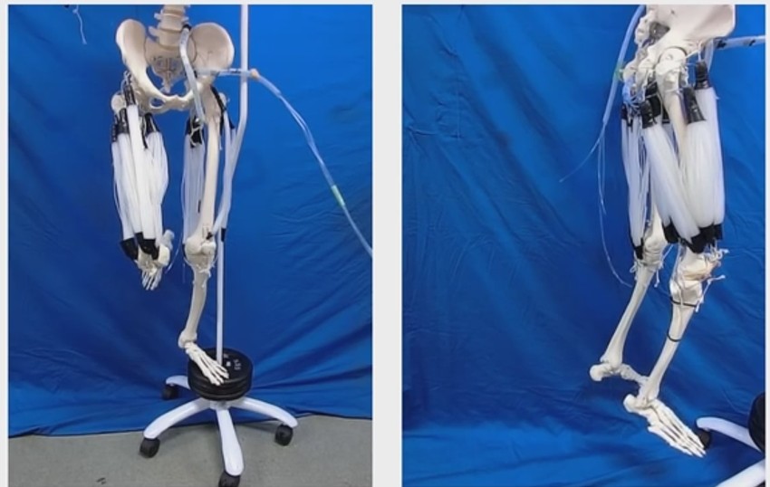 Veštački mišići mogu da pokreću ljudski skelet