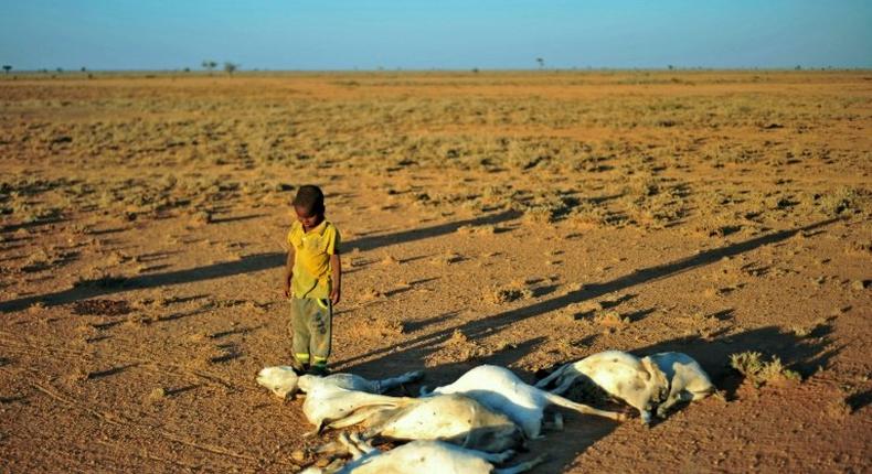 A boy looks at a flock of dead goats in a dry land close to Dhahar in Puntland, northeastern Somalia, on December 15, 2016