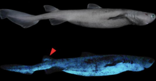 Świecący rekin, żyje na głębokościach ok. 700 metrów