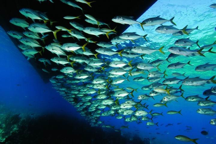 Galeria Belize - podwodny raj, obrazek 7