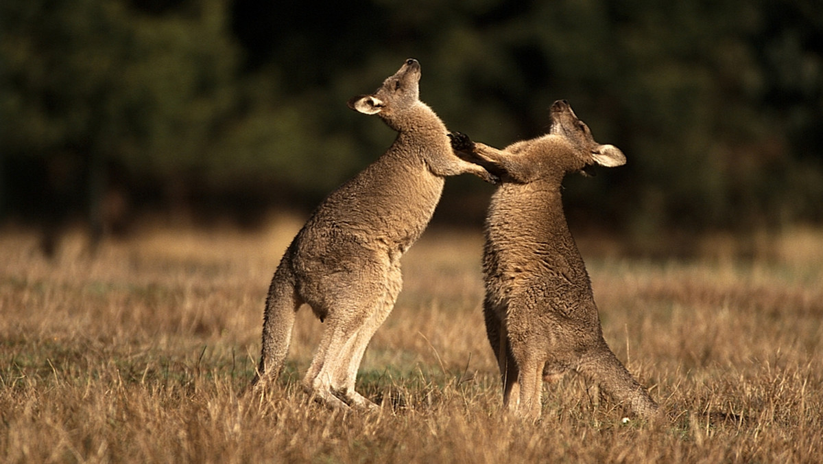 Pewna Australijka została brutalnie zaatakowana przez kangura, gdy próbowała uratować przed nim jednego ze swoich psów - poinformował w środę dziennik "West Australian".