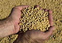 Sejm uchwalił prezydencką ustawę o nasiennictwie. Umożliwi obrót GMO, może zakazać uprawy