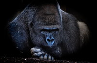 Bevadult a gorilla: kitörte a kifutója üvegét - videó