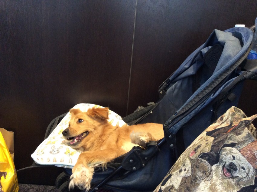 Boni šeta svuda u svojim kolicma