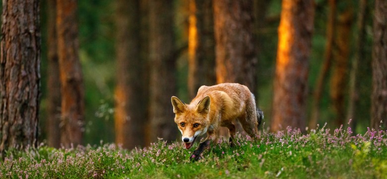 Masowy odstrzał lisów w Lubelskiem. Desperacka walka z wścieklizną