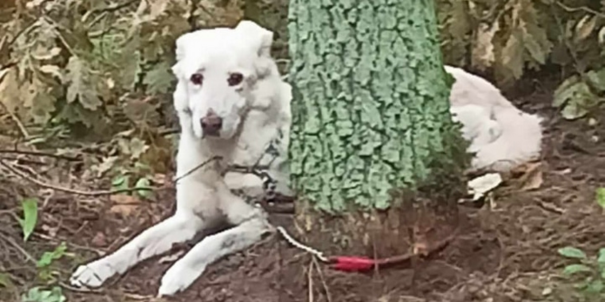 Pies znaleziony w lesie przez leśniczego. 