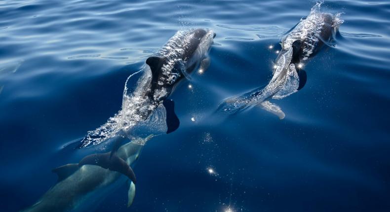 Aquatic creatures such as these common dolphins swimming off the southern French coast benefited from less sound pollution from pleasure craft during lockdown