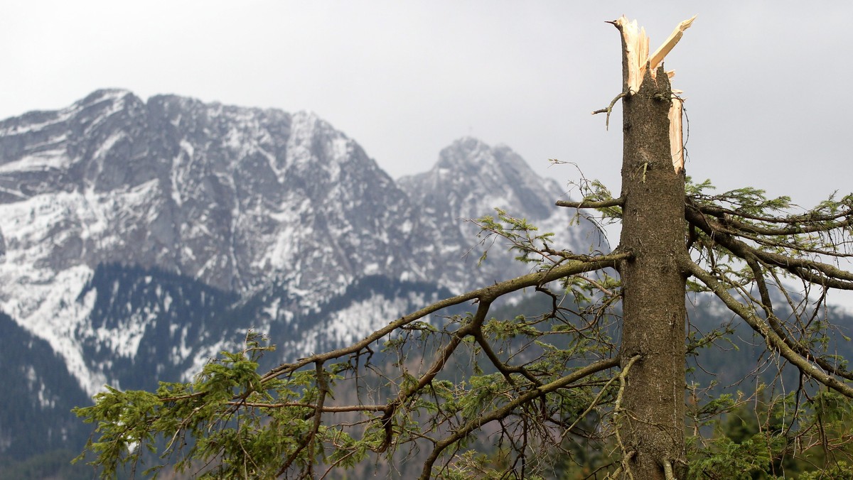 ZAKOPANE HALNY SZKODY PO WICHURZE