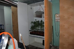 Zamknięto fabrykę marihuany pod Augustowem