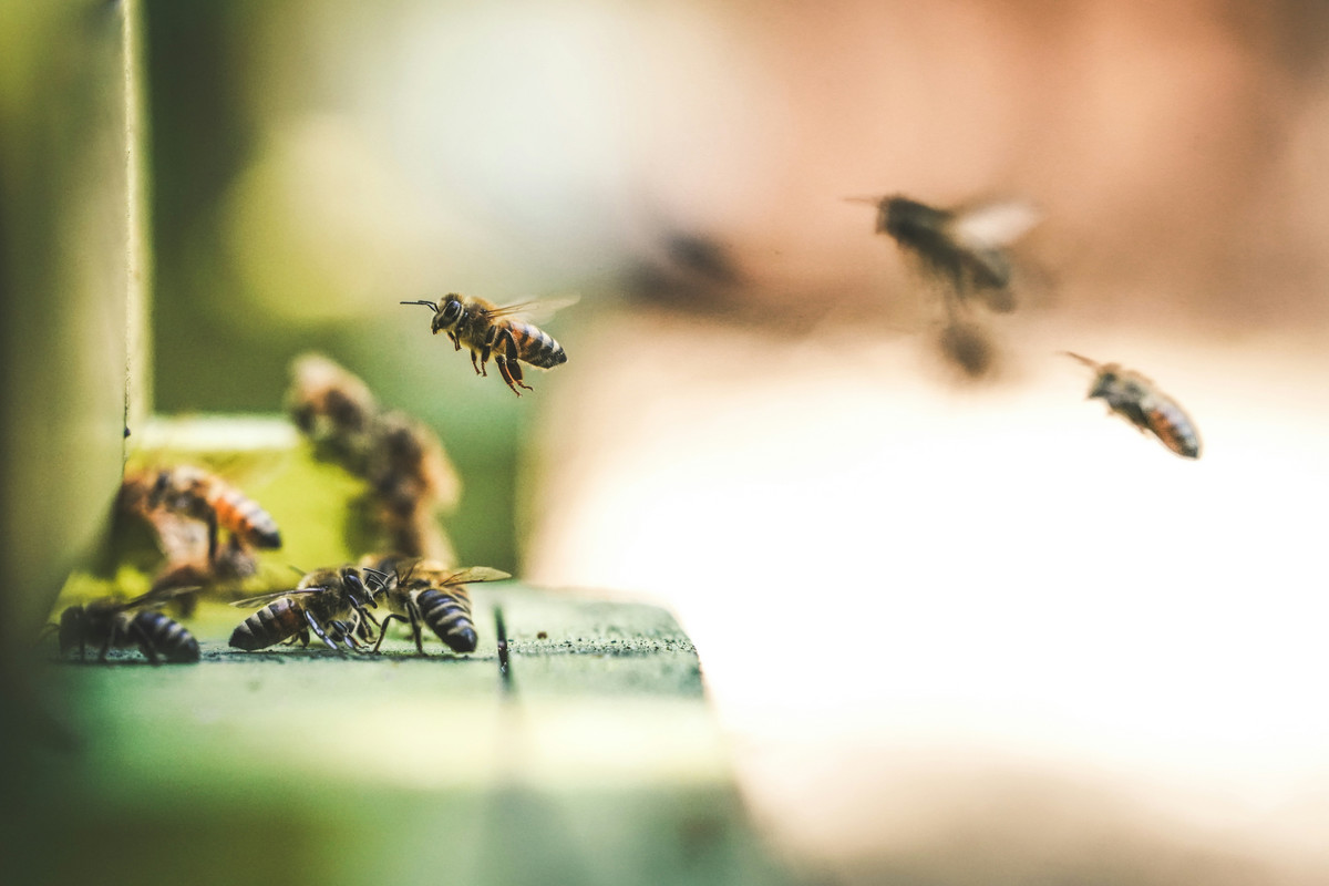 Rolnik otruł ponad siedem mln pszczół. Sąd wydał precedensowy wyrok