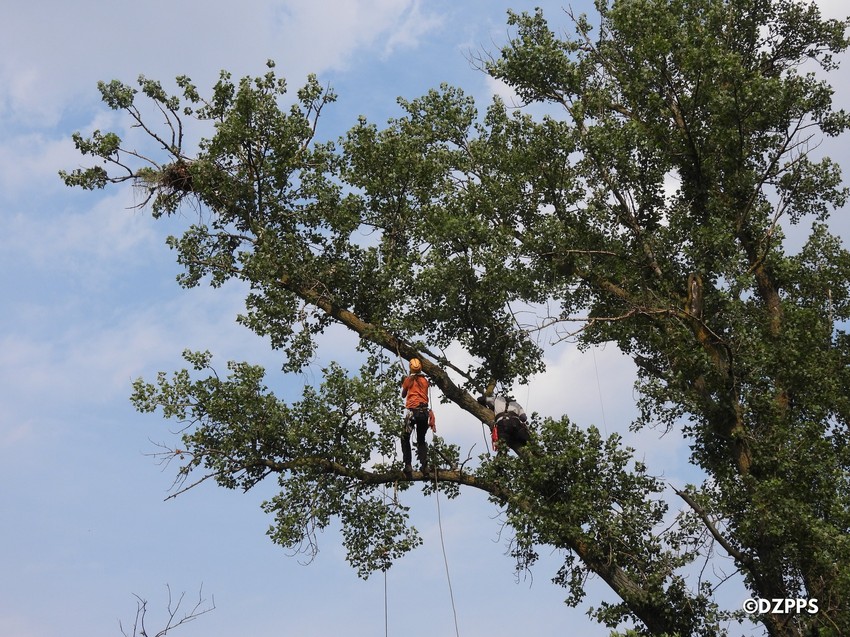Profesionalni penjači pomažu pri obeležavanju mladunaca