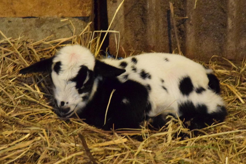 Narodziny kozich bliźniąt w poznańskim Zoo