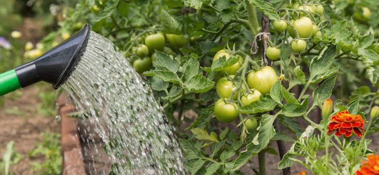 Aspiryna na pomidory - kiedy podlewać pomidory aspiryną? Jak przygotować oprysk z aspiryny na pomidory? Ile aspiryny potrzeba na jedną roślinę pomidora?