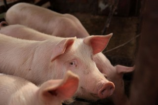 Z powodu nieprzyjemnego zapachu włodarz może nie zgodzić się na budowę chlewni