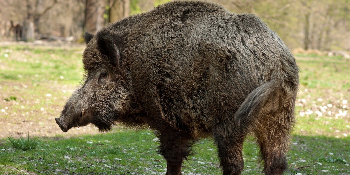 Nazwali go "Putinem". To był kłopot. "Żadna świnia nie zasługuje na to, by nosić takie imię"