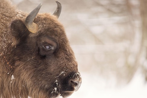 Bison winter day in the snow