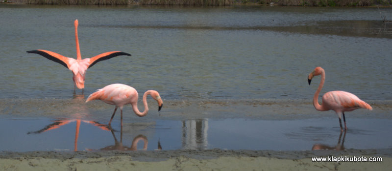 Wyspa Galapagos