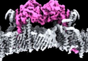 PINK 1 protein povezan sa Parkinsonovom bolešću