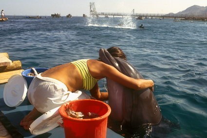 Nurkowanie z delfinami, górskie wędrówki i izraelska kuchnia. Poznaj uroki Ejlatu