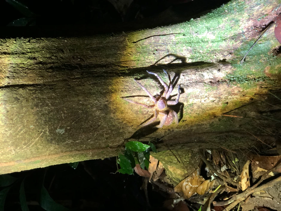 Život sa amazonskim plemenom