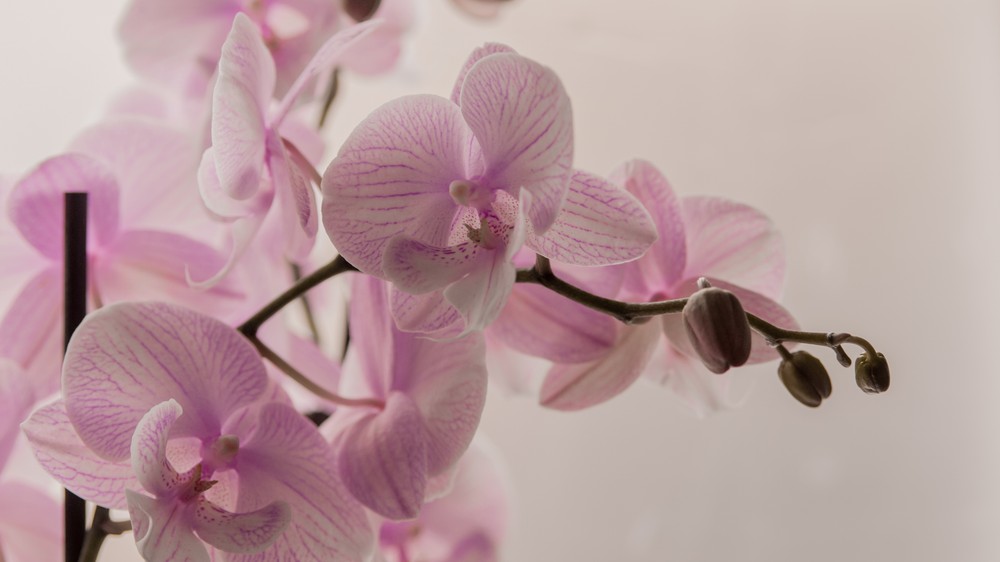 Najlepšie sa orchideám darí na svetlom mieste s rozptýleným svetlom, mimo priameho poludňajšieho slnka.