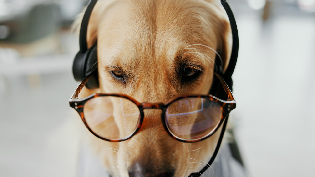 Odborníci vybrali 5 najinteligentnejších psích plemien, ktoré vo svete zvierat nemajú konkurenciu.