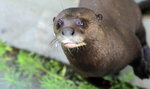 Zakochane wydry mieszkają w łódzkim zoo. Czy będą z tego dzieci?