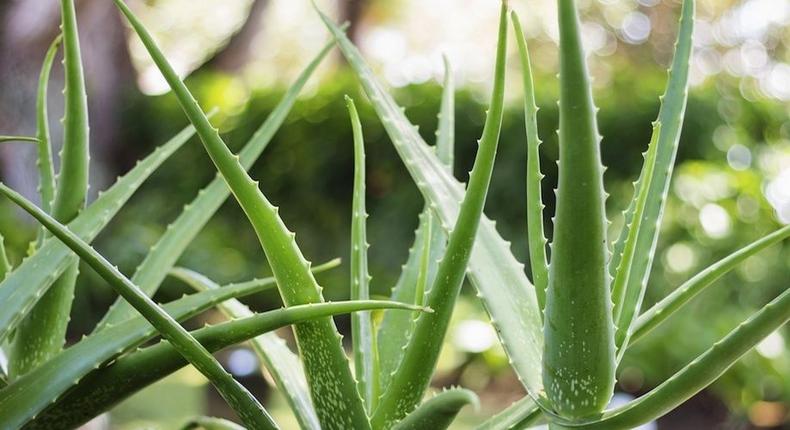 8 Legit Uses For Aloe Vera