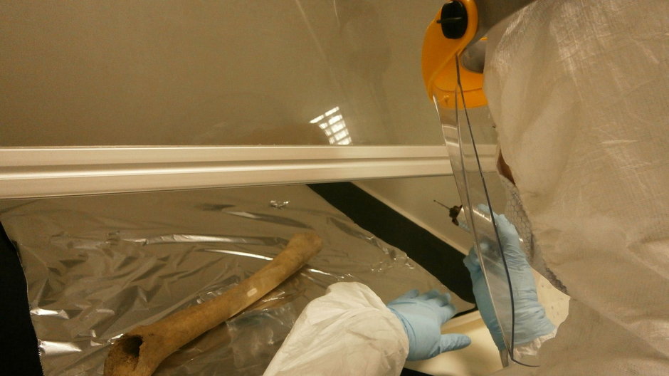 Doktor Sophy Charlton pobiera próbki DNA ze szczątków z Kendrick's Cave