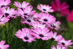 Urocze kwiaty, które kwitną aż do października. Sprawdzą się w słonecznym miejscu