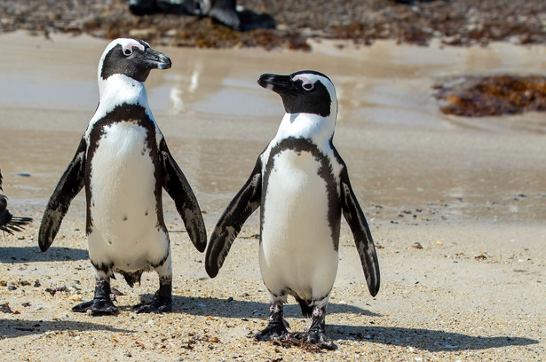 Niedowidzący pingwin znalazł "ptaka przewodnika". "Niezwykły poziom empatii"