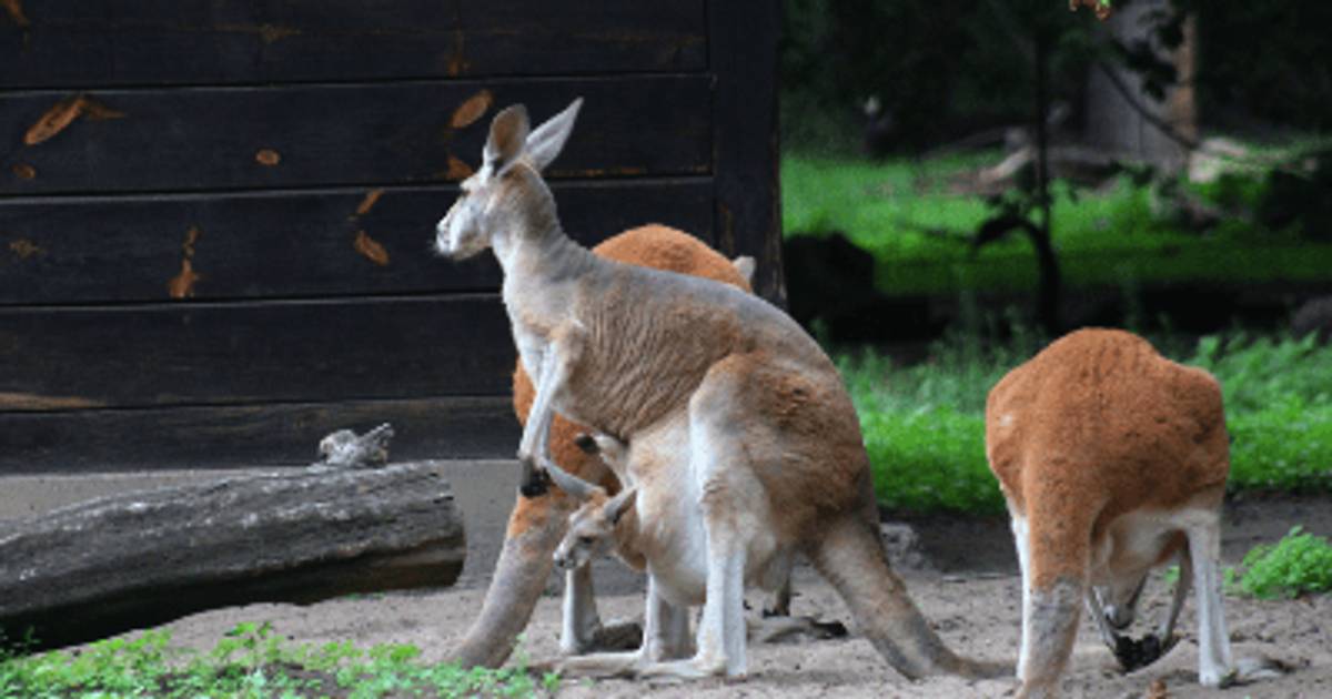 Nowy mieszkaniec warszawskiego zoo. Internauci wybiorą imię