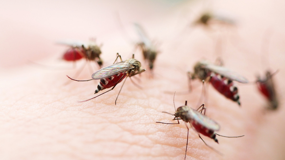 Komary nie atakują na ślepo. Inteligentnie wybierają swoją ofiarę, na podstawie kilku czynników.