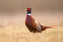 Quiz z polskich ptaków. 20/20 tylko dla orłów