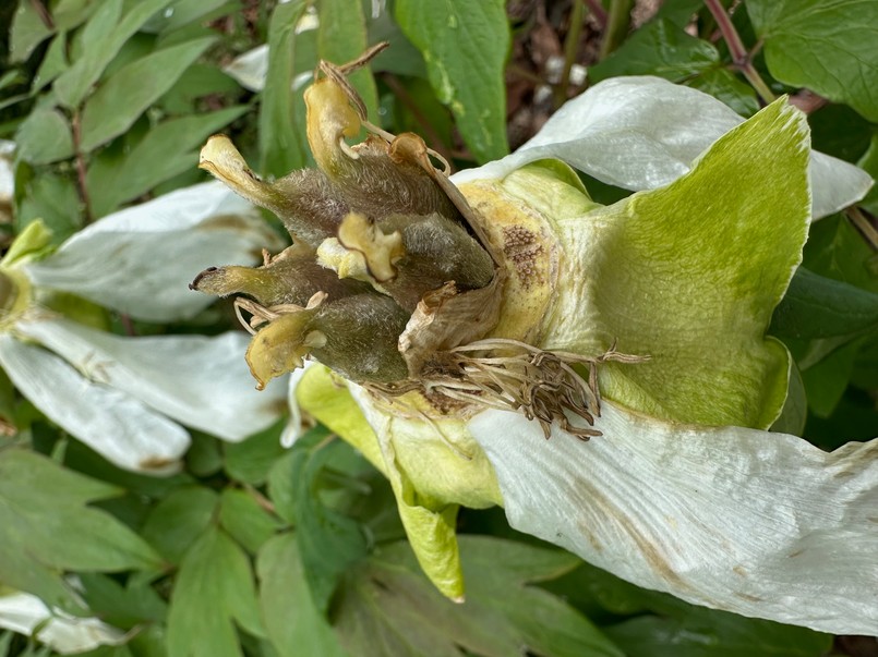 Przekwitłe kwiaty piwonii drzewiastej