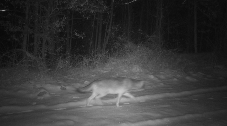 Farkast észleltek a Börzsönyben /Fotó:  Duna-Ipoly Nemzeti Park