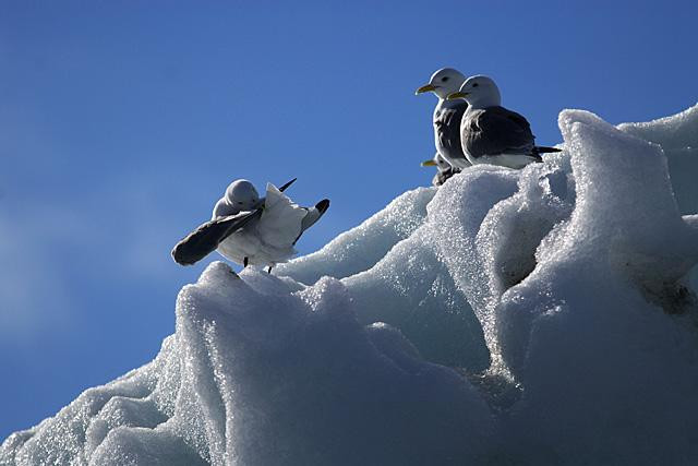 Galeria Wystawa polarnej fotografii przyrodniczej "Ptaki Spitsbergenu", obrazek 3