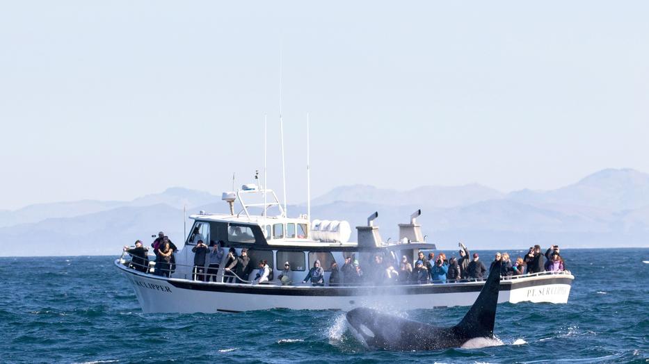 A spanyol és a portugál partoknál közlekedő hajók veszélyben vannak a kardszárnyú delfinek, más néven gyilkos bálnák miatt /Fotó: profimedia