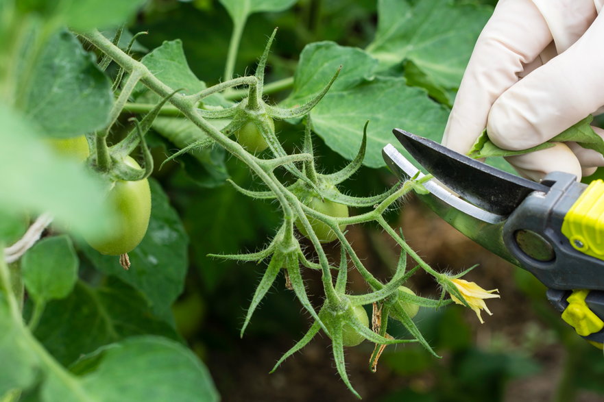 Usuwanie liści pomidorów najlepiej wykonywać po zawiązaniu się owoców - Jurga Jot/stock.adobe.com